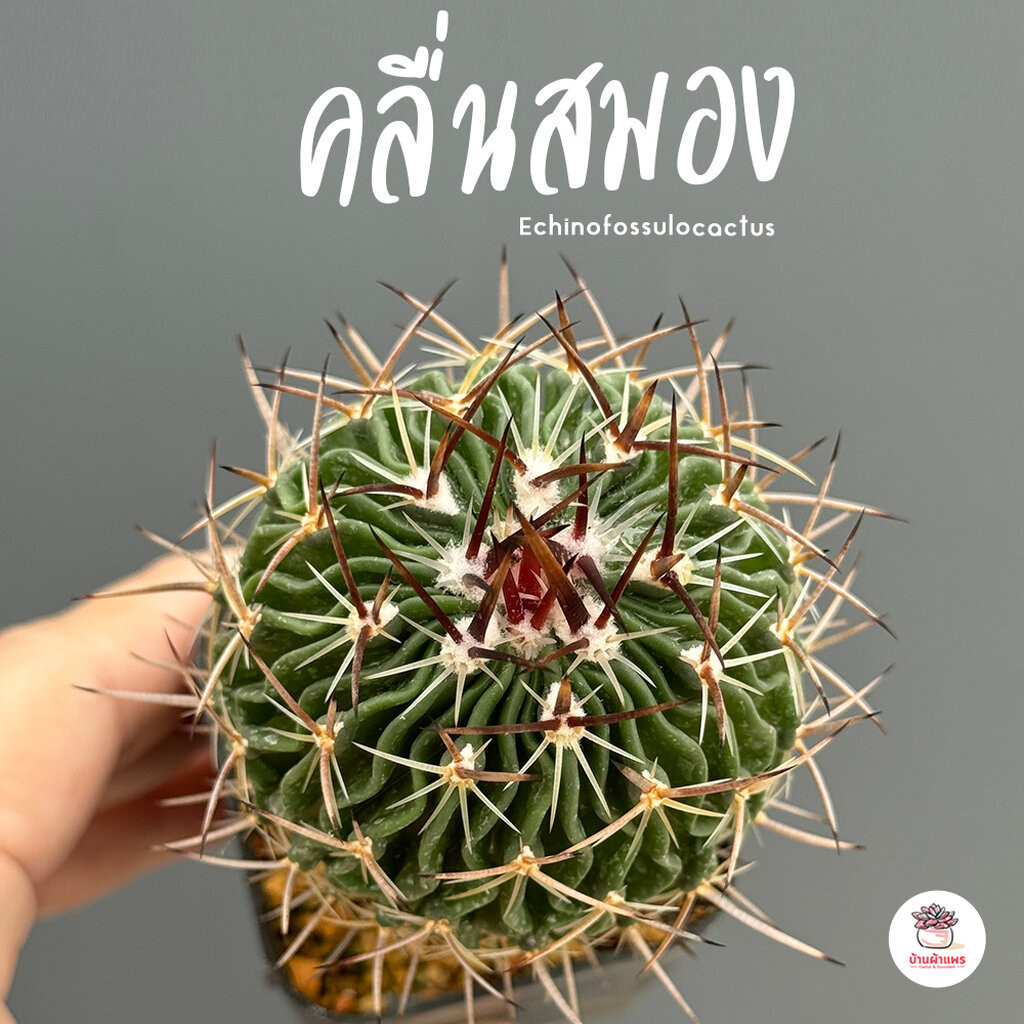 คลื่นสมอง Echinofossulocactus แคคตัส กระบองเพชร cactus&succulent