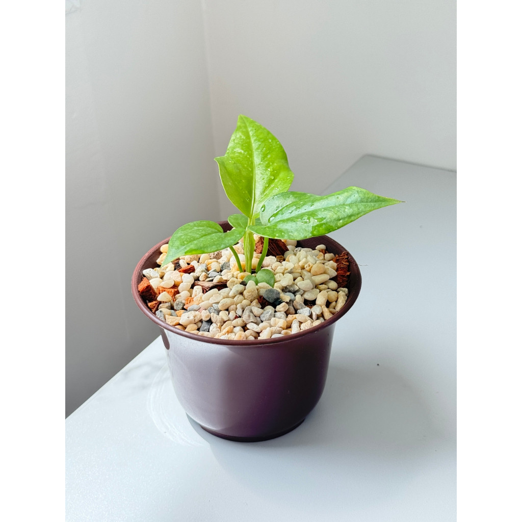 มุมมอง 7