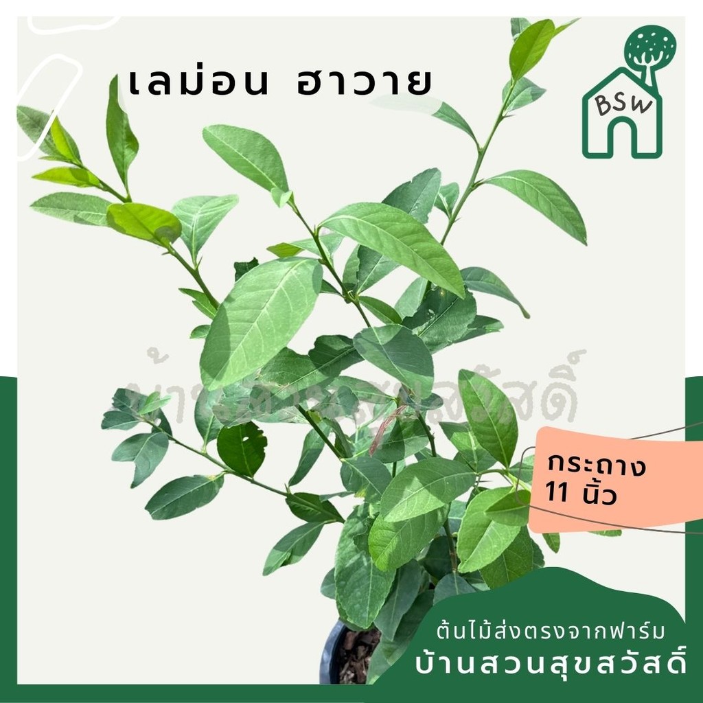 มุมมอง 5