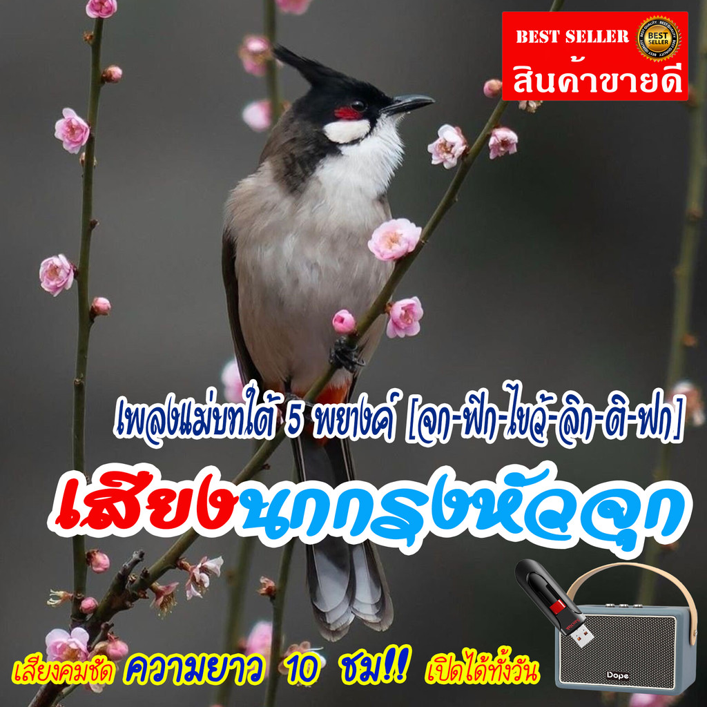 เสียงนกกรงหัวจุก (ชุดที่ 20) เพลงแม่บทใต้ 5 พยางค์ (จก-ฟิก-ไขว้-ลิก-ติ-ฟก) แฟลชไดร์ฟ USB เสียงนกแท้ เสียงดังฟังชัด100% ราคา ถูกที่สุด ดีลบีเคเค แกลเลอรีภาพที่ 9