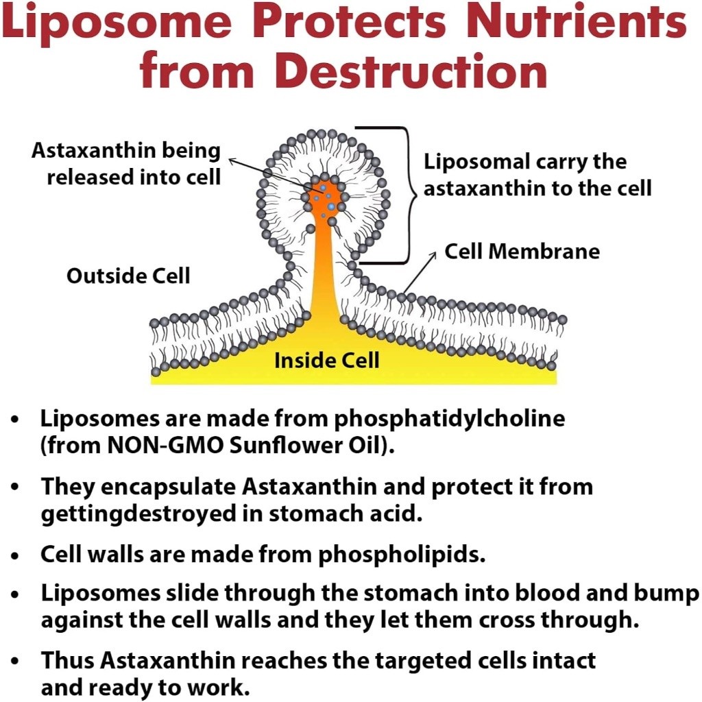 พร้อมส่ง Osasuna Liposomal Astaxanthin 24mg แอสตาแซนธิน 60 ซอฟท์เจล Maximum Absorption Antioxidant - รูปที่ 4