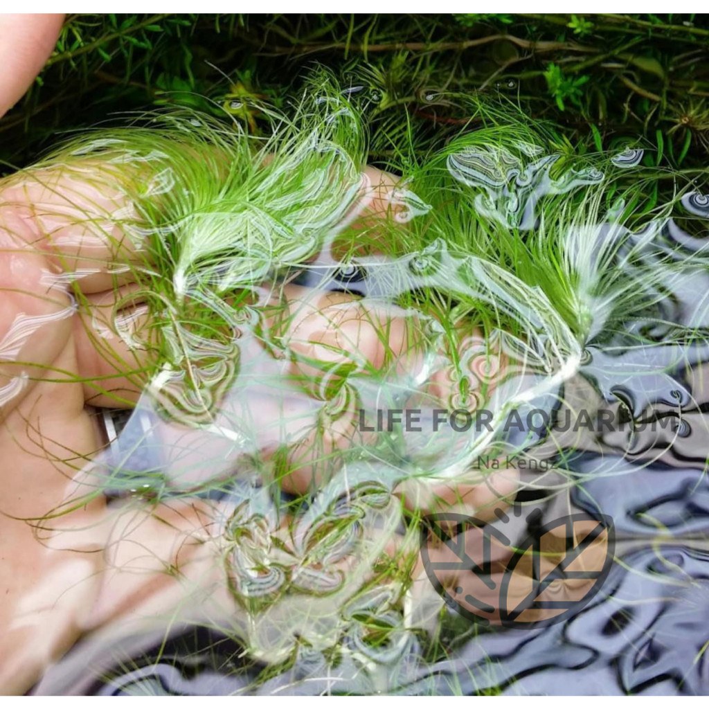 ไม้สะสม Eriocaulon setaceum กระดุมฝอย ไม้เขียว หน้าตู้ กลางตู้ ตู้ไม้น้ำ ของมันต้องมี Life for Aquarium ราคา ถูกที่สุด ดีลบีเคเค แกลเลอรีภาพที่ 7
