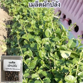 ผักปลังเขียว เมล็ดพันธุ์ 20-50 เมล็ด มีคู่มือปลูก อัตรางอกสูง ปลูกง่าย โตไว ทนร้อน ทนแล้ง ปลูกได้ทุกพื้นที่ (10 แถม1)
