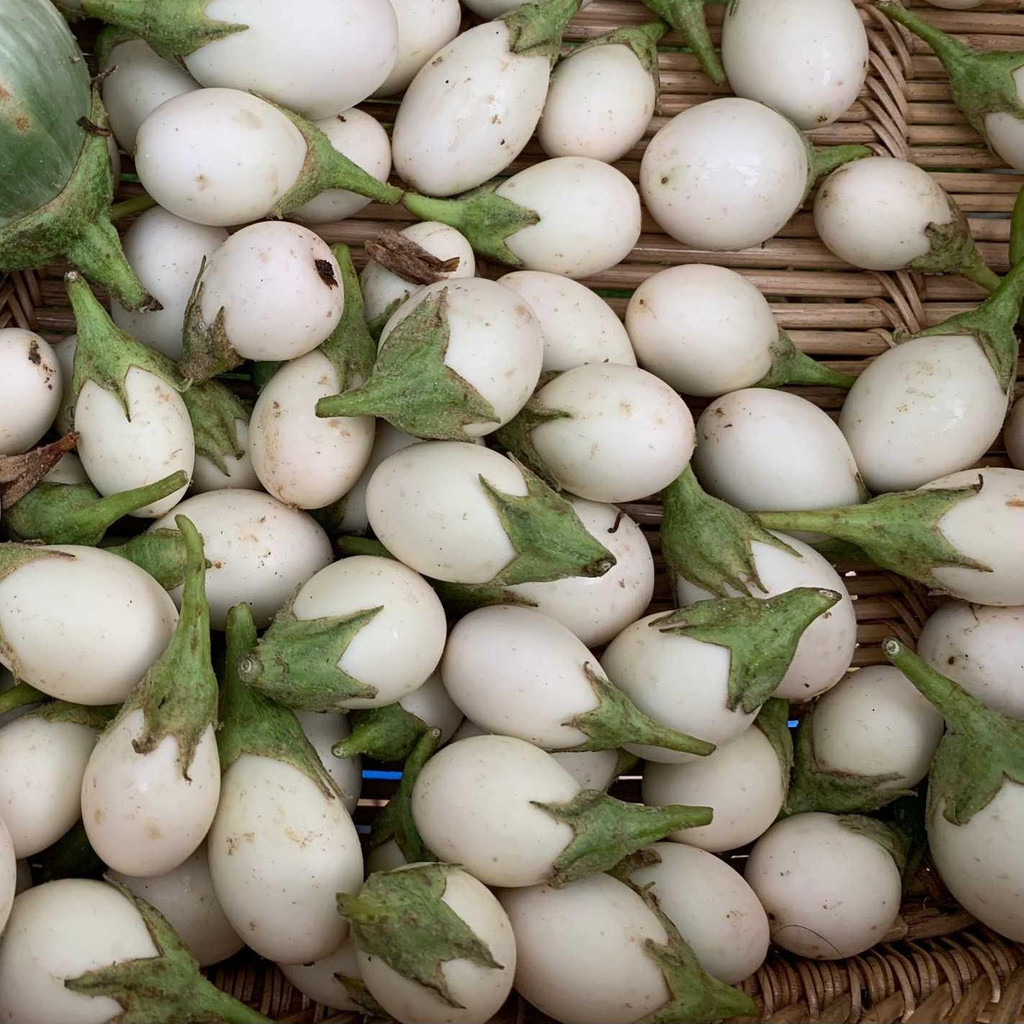 มะเขือไข่เต่าขาวเมล็ดพันธุ์ 40-100 เมล็ด งอกดี โตไว ปลูกง่ายในดินร่วน แดดจัด น้ำดี (10แถม1คละได้)