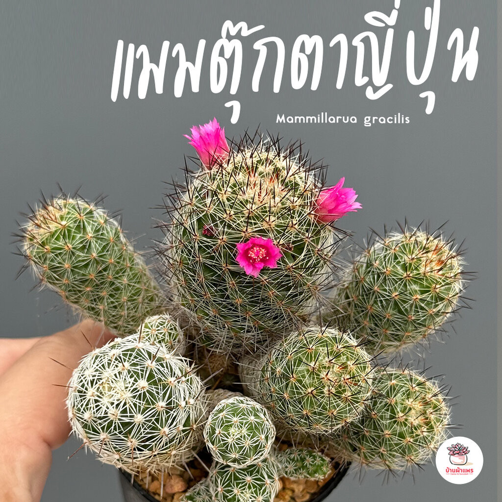 แมมตุ๊กตาญี่ปุ่น Mammillarua gracilis ไม้อวบน้ำ กุหลาบหิน cactus&succulentหลากหลายสายพันธุ์