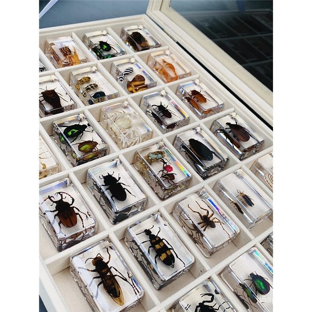 Natural Real Insect Specimen Resin Marine Animal Japanese Rhinoceros Beetle Scarab Crab IIXS