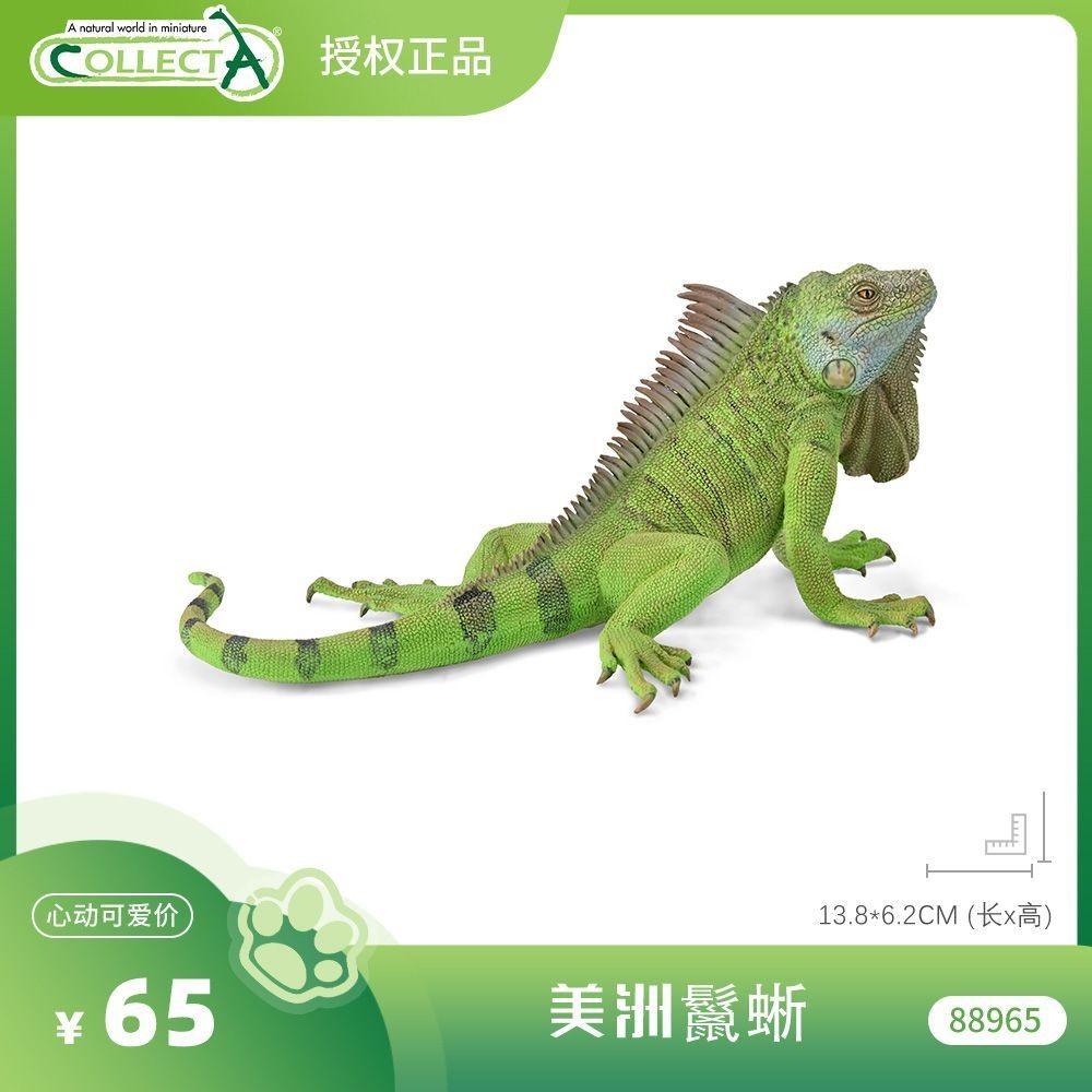 โมเดลสัตว์ British CollectA [88965 American Iguana (Green Iguana)] ของเล่นเด็ก