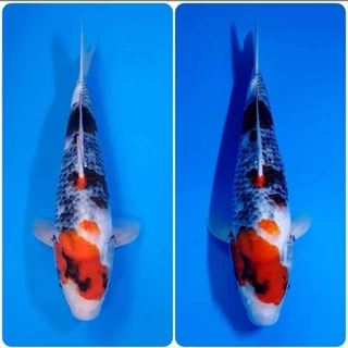 [Set จับคู่] ZenKoi อาหารปลาคาร์ฟ สูตรเร่งสี+สูตรสมดุล เร่งโต เสริมภูมิคุ้มกัน 3 Kg.