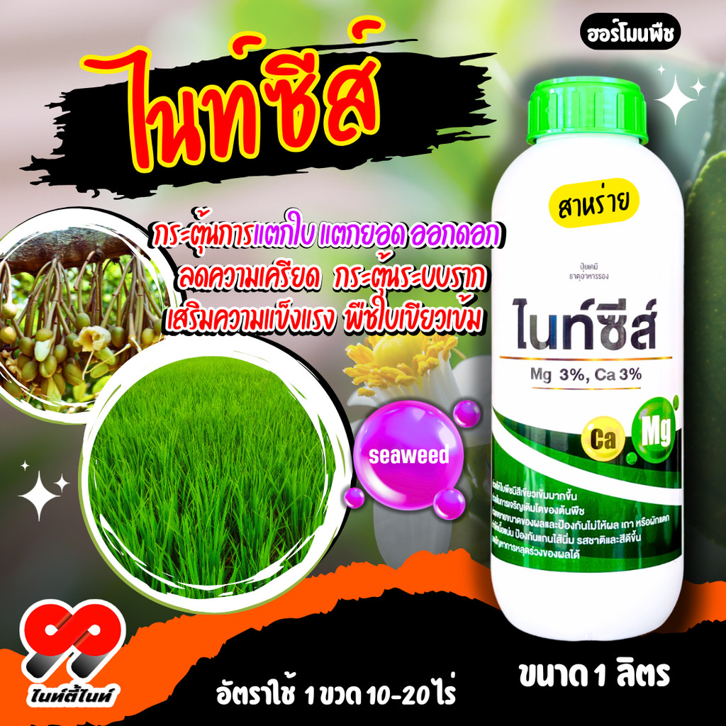ไนท์ซีส์ ขนาด 1 ลิตร สาหร่าย  ช่วยเปิดตาใบและตาดอก ส่งเสริมการเจริญเติบโต ขยายขนาด และแบ่งเซลล์ ฟื้นฟูสภาพต้นหลังการเก็บ
