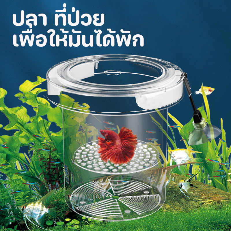 กล่องแยกปลา ตู้แยกปลาคลอดลูก กล่องแยกสำหรับถังปลา ลอยอยู่ในน้ำ ปกป้องต้นอ่อน เพิ่มอัตราการรอดชีวิตของปลา ปกป้องไข่ปลา thumbnail 6