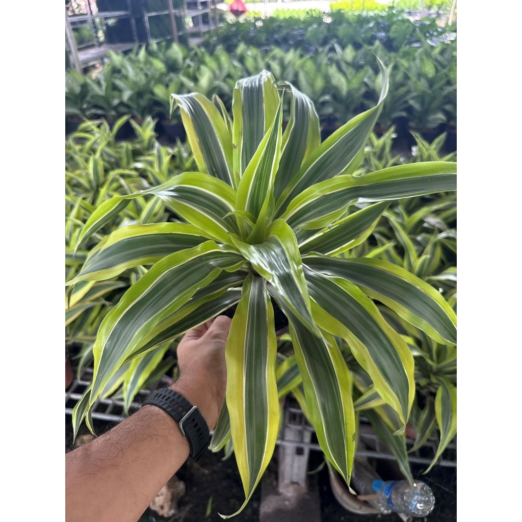 มุมมอง 2