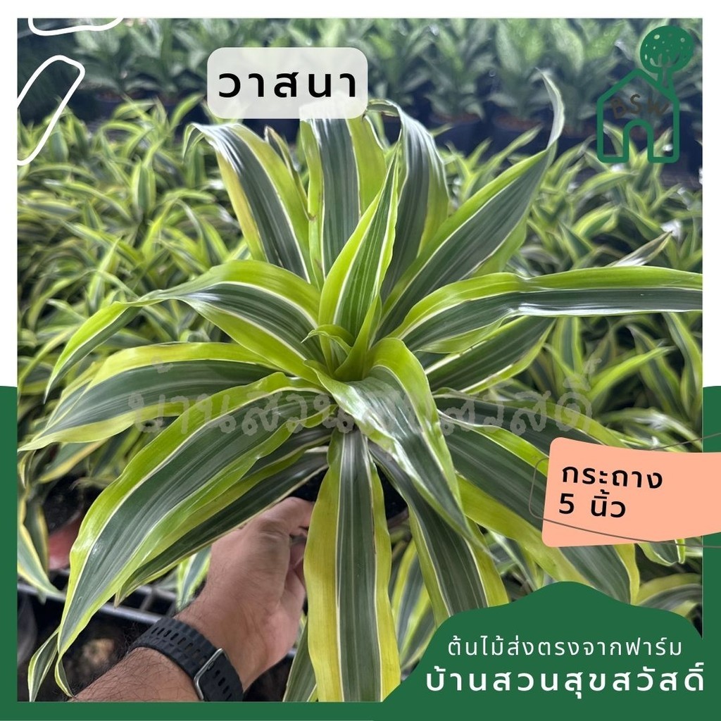 มุมมอง 5