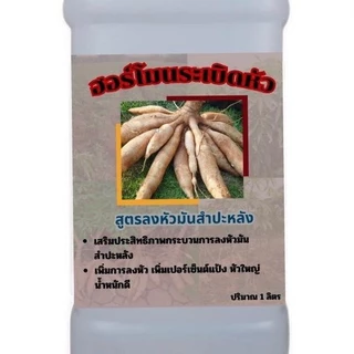 โปร 1 แถม 1 299.- ฮอร์โมนระเบิดหัวมันสำปะหลัง หัวใหญ่ น้ำหนักดี ผลผลิตงาม พร้อมส่ง เก็บปลายทาง ปุ๋ย อินทรีย์