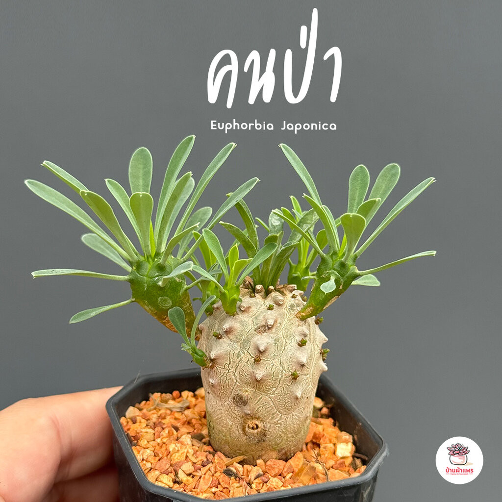 คนป่า Euphorbia Japonica แคคตัส กระบองเพชร cactus&succulent