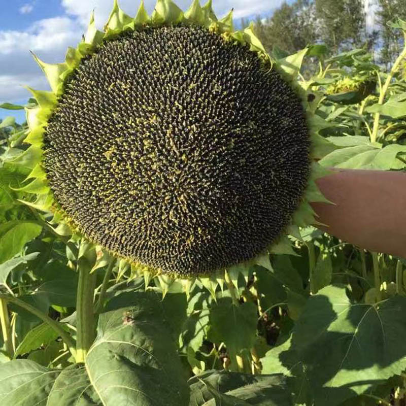 เมล็ดทานตะวันยักษ์สำหรับปลูก เก็บเกี่ยวเมล็ดกินได้ ! สวยงามดอกสีส้มเข้ม 100 เมล็ดต่อชุด ดอกใหญ่12-20cm รับประกันการงอก