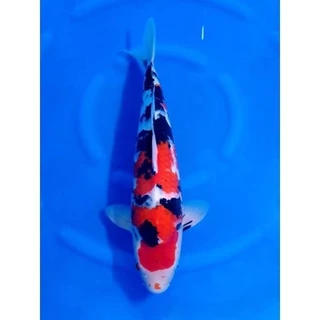 [Set จับคู่] ZenKoi อาหารปลาคาร์ฟ สูตรเร่งสี+สูตรสมดุล เร่งโต เสริมภูมิคุ้มกัน 3 Kg.