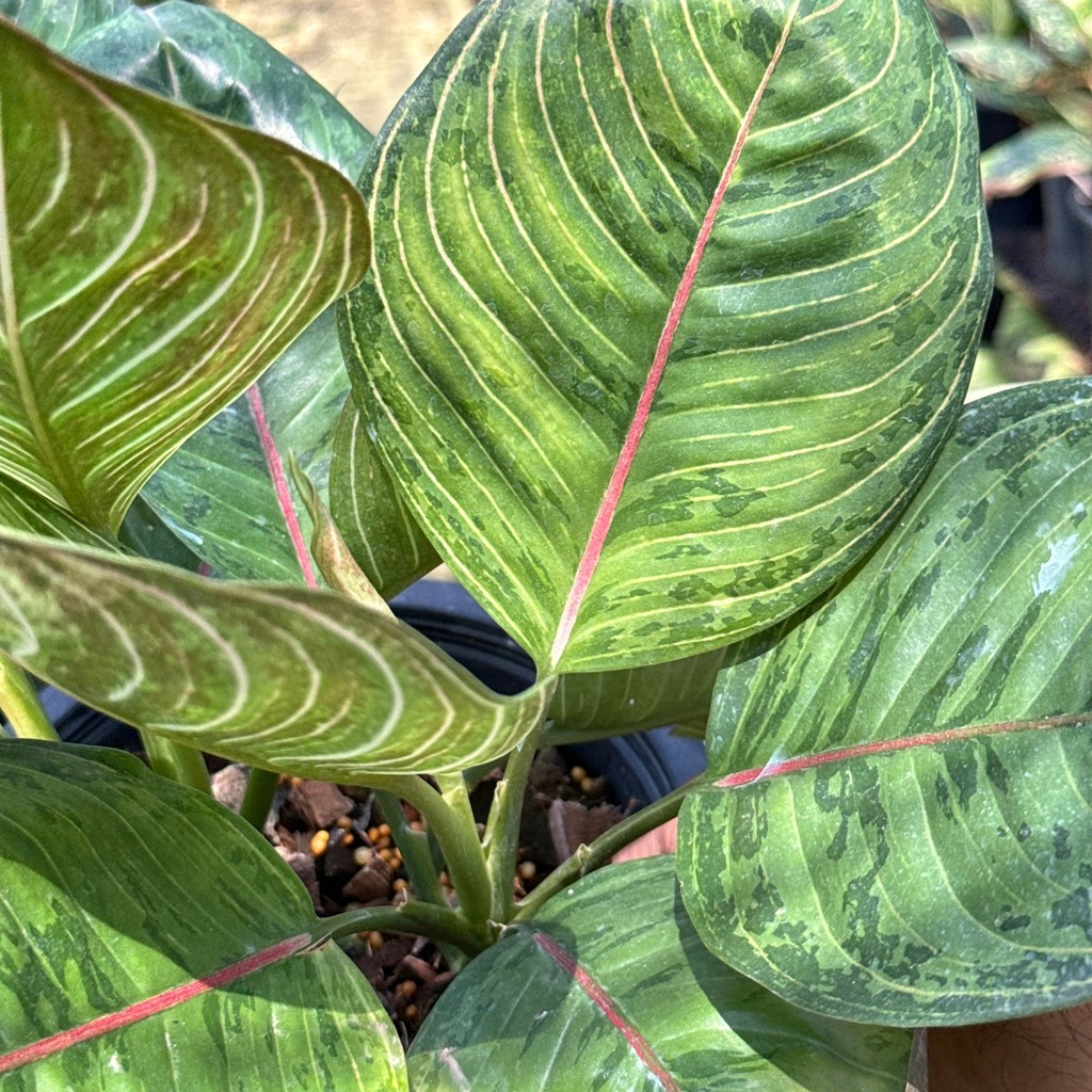 มุมมอง 5