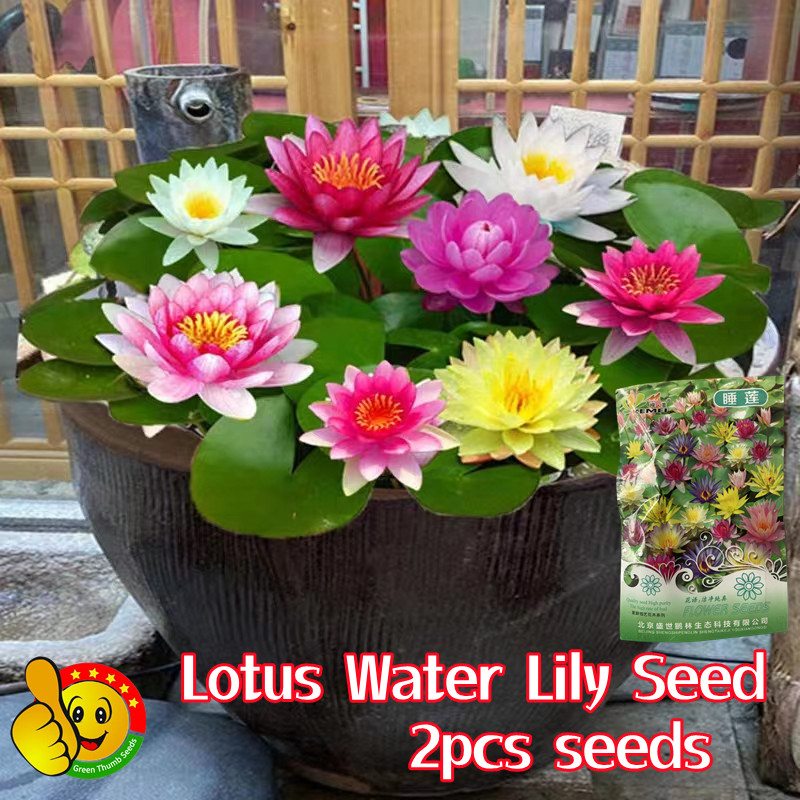 เมล็ดบอนสี บัวน้ำ Mini Lotus Seeds เมล็ดพันธุ์ ดอกบัวน้ำ เมล็ดบัวจิ๋ว บัวเเคระ บัวแคระ บัวจิ๋วญี่ปุ่น ต้นบอนสีสวยๆ บอนสี
