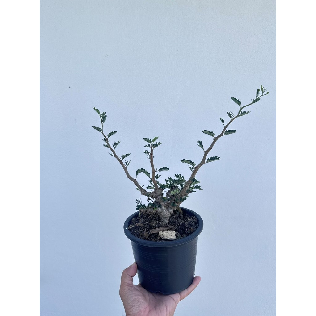 มุมมอง 2