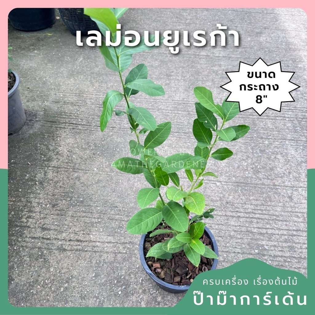 เลม่อน ยูเรก้า พร้อมกระถาง 11 นิ้ว