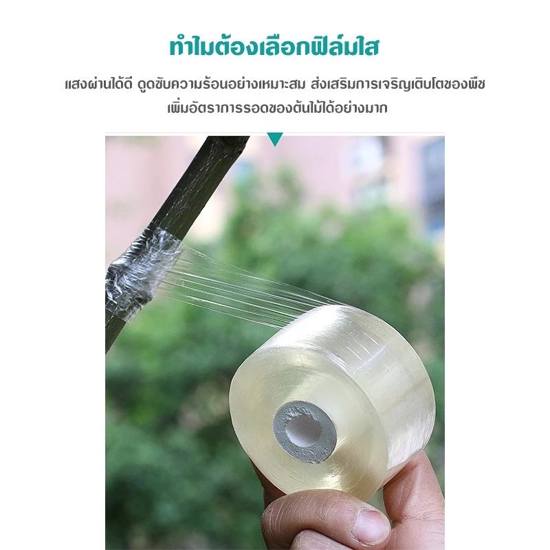 เทปพันกิ่งไม้ เทปพันตอนกิ่ง พลาสติกทาบกิ่ง เทปติดตาต้นไม้ thumbnail 3