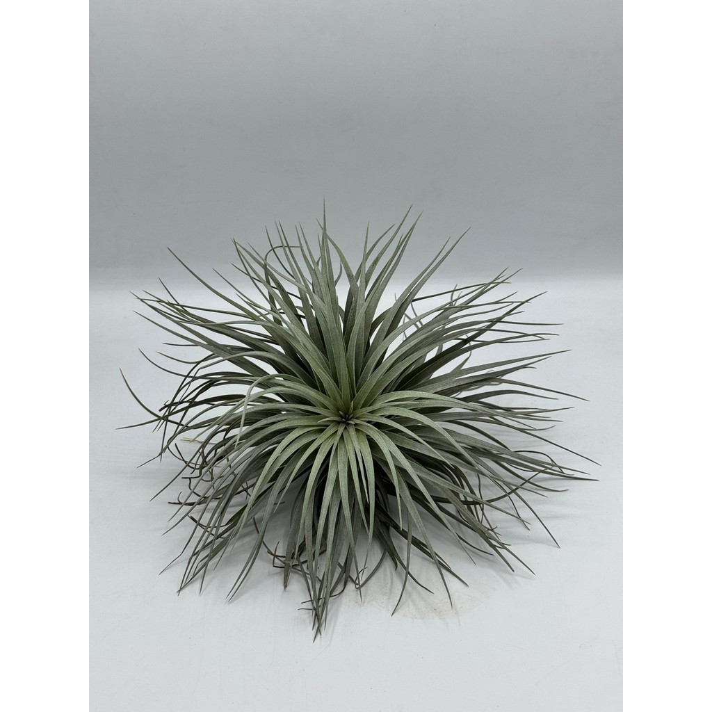 มุมมอง 5