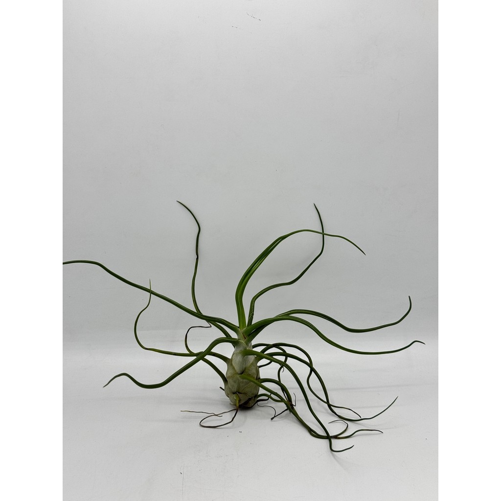 มุมมอง 3