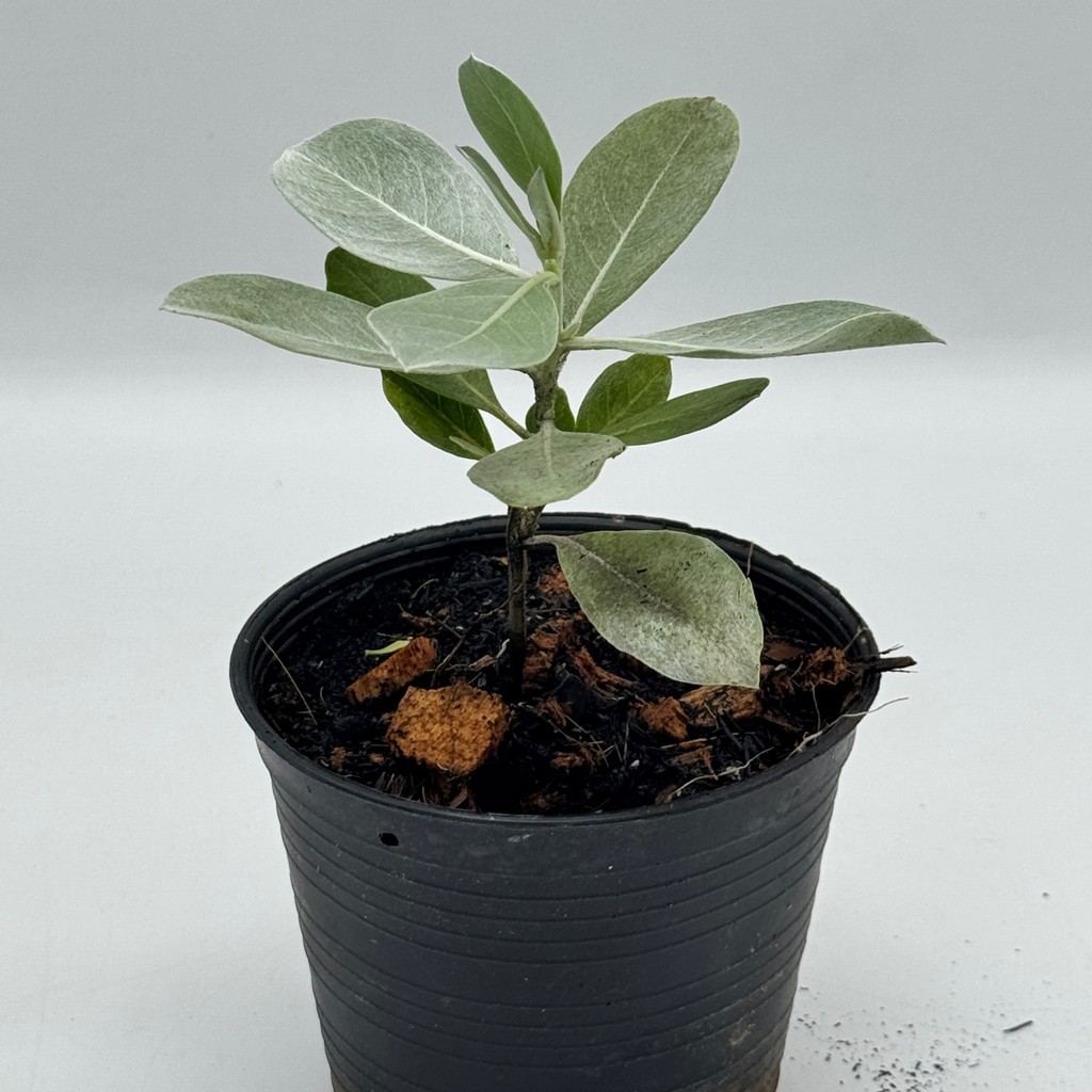 มุมมอง 6