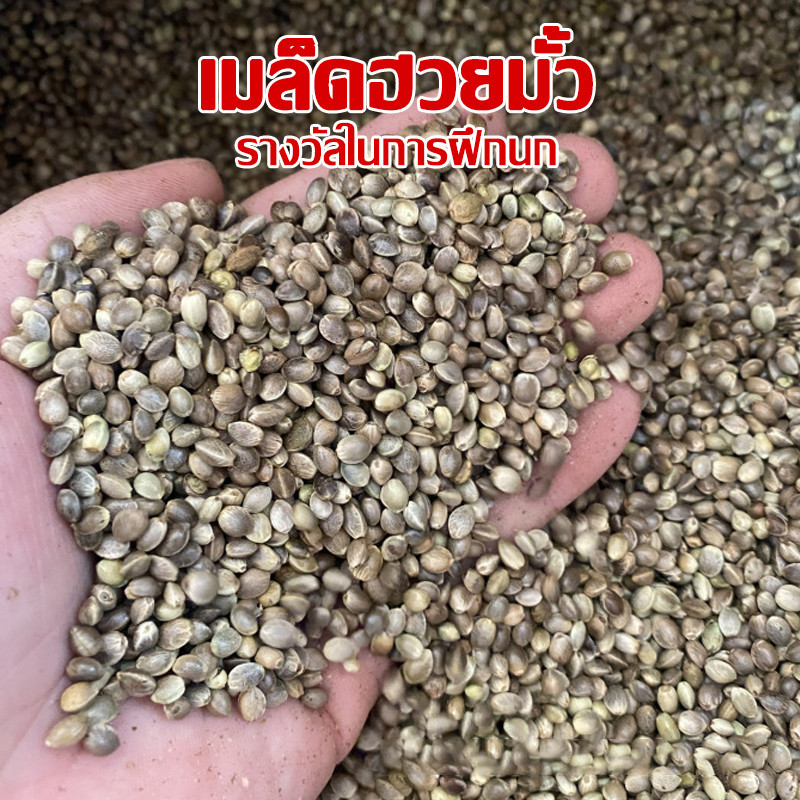 เมล็ดฮวยมั้ว อาหารนกแก้ว สำหรับฝึกนก ให้รางวัลนก ให้รางวัลนก นกอารมณ์ดี ขนสวย แบ่งขาย