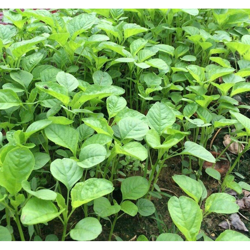ผักโขมเขียวเมล็ดพันธุ์ ทนร้อน โตดีในสภาพอากาศร้อนชื้น ผลผลิตสูง เก็บขายได้หลายรอบ 900-2000 เมล็ด (ซื้อ 10 แถม 1 คละได้)