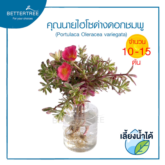 คุณนายไฮโซ (จำนวน 1 ต้น) เลี้ยงน้ำได้ ไม้ฟอกากาศไม้มงคล