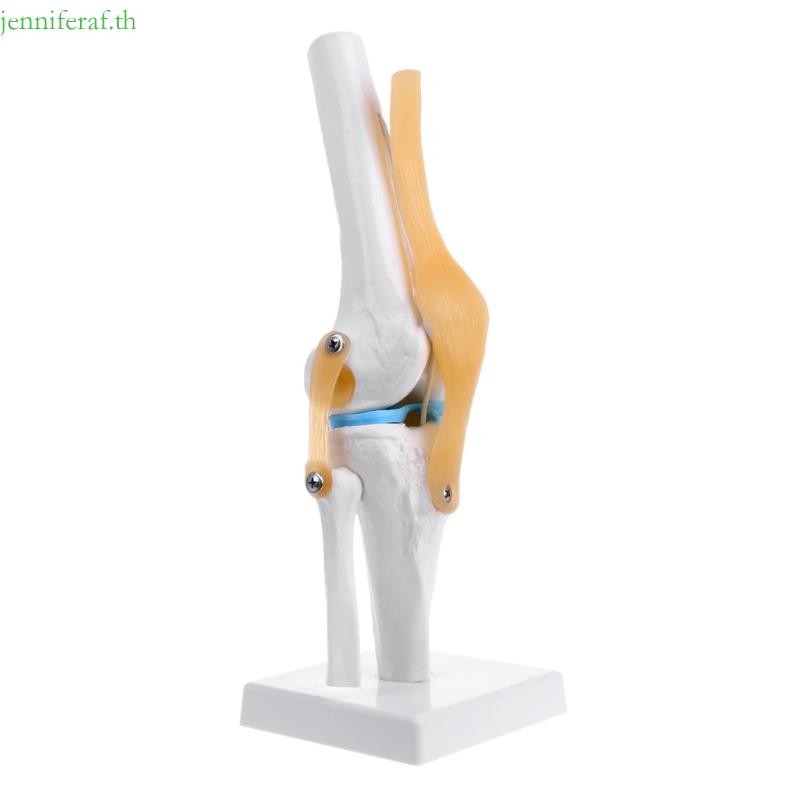 Jenniferf Human Anatomical Knee Joint ยืดหยุ่นโครงกระดูกรุ่น Medical Learning Aid Anatomy