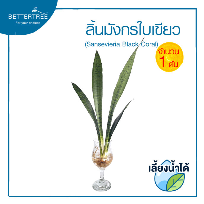 ลิ้นมังกรใบเขียว (จำนวน 1 ต้น) เลี้ยงน้ำได้  ต้นไม้มงคล ต้นไม้ฟอกอากาศ