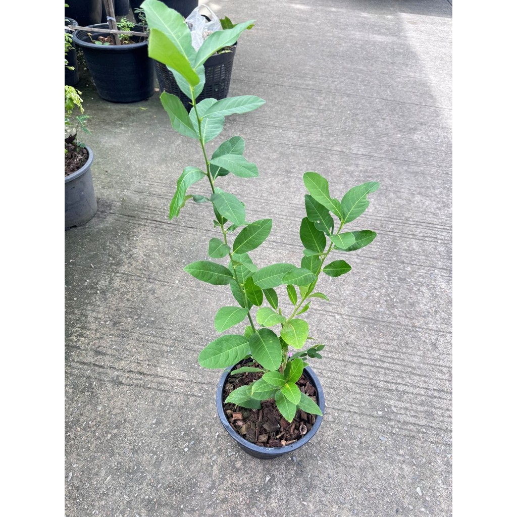 มุมมอง 2