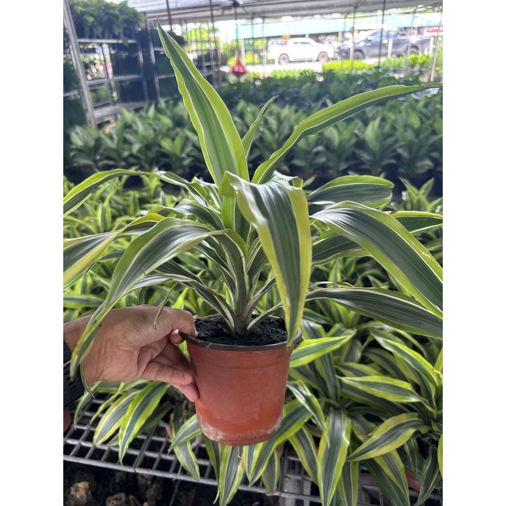 มุมมอง 3