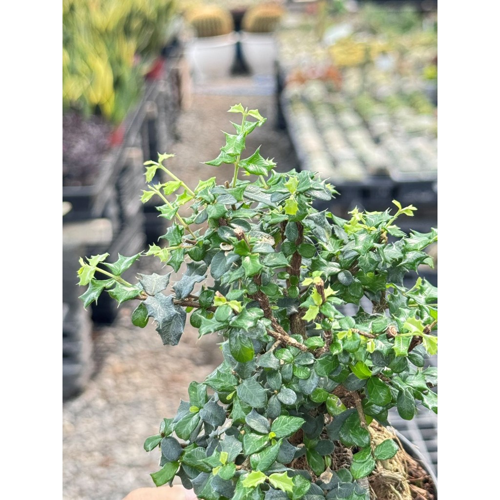 มุมมอง 2