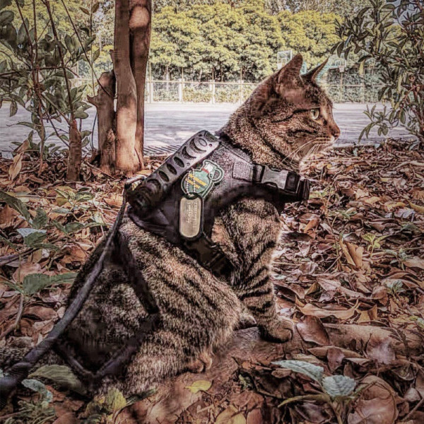 Cat Traction Rope Anti-breakaway Adjustable Cat Chain Outing Traction Rope Vest Type K9 Cat Walking 