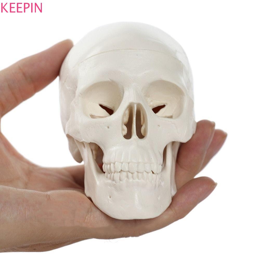 Keepin Skull Model, โมเดลหัวมนุษย์สะดวกแบบถอดได้, หมวกกะโหลกศิลปะที่ดีเรซินศึกษาอุปกรณ์การสอนหัวกะโหลกกายวิภาค