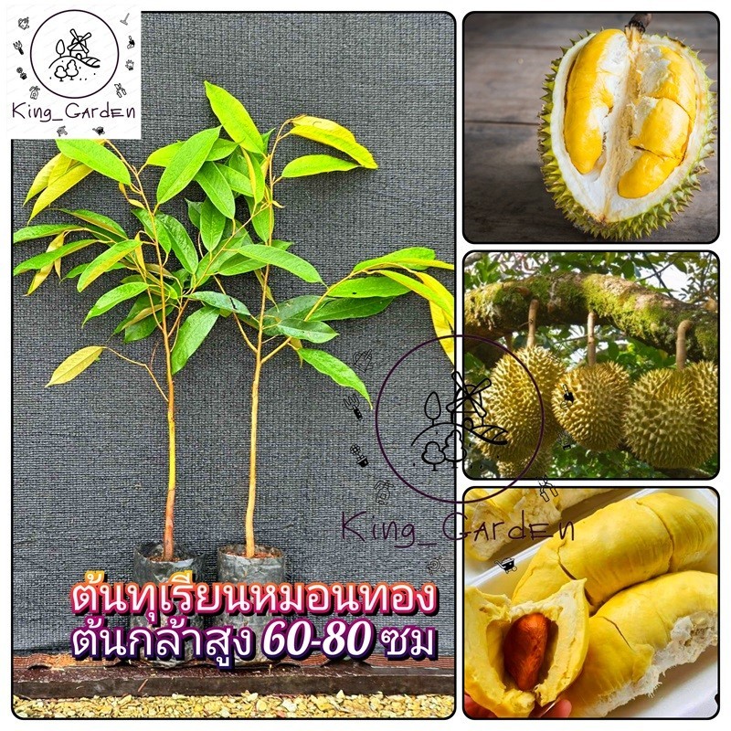ต้นทุเรียนหมอนทอง ทุเรียนพันธุ์มีชื่อเสียงที่สุดของประเทศไทย. ต้นกล้าสูง 60-80 ซม