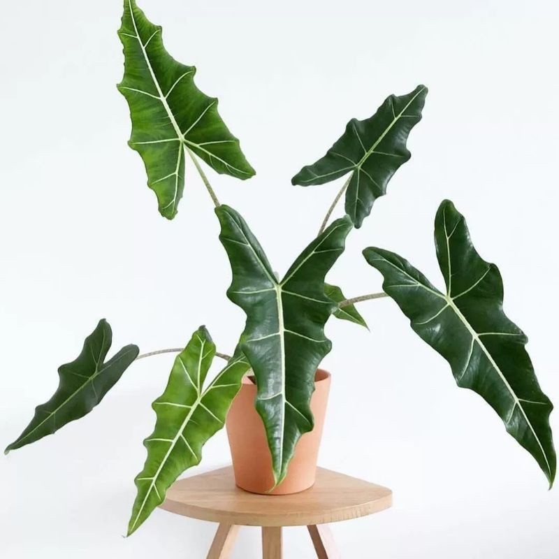 ต้นอโลคาเซีย ซาเรียน อโลคาเซีย ซาเรียน หูช้าง (Alocasia Sarian Sarian  aka. Elephant's Ear)