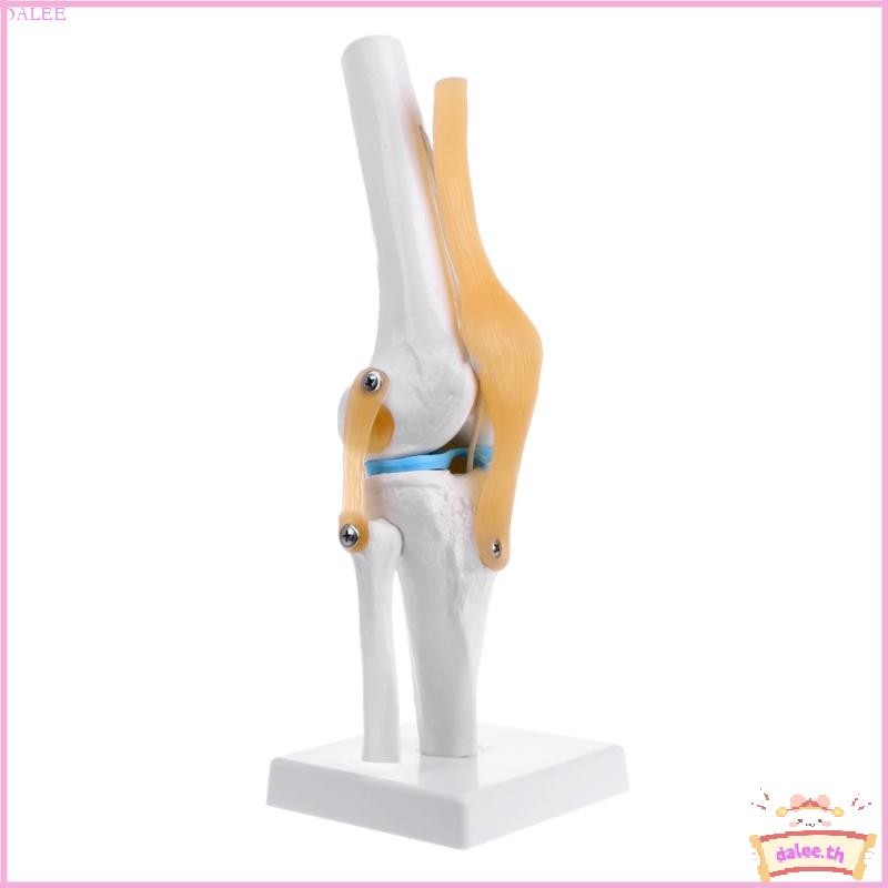 DALE Human Anatomical Knee Joint ยืดหยุ่นโครงกระดูกรุ่น Medical Learning Aid Anatomy