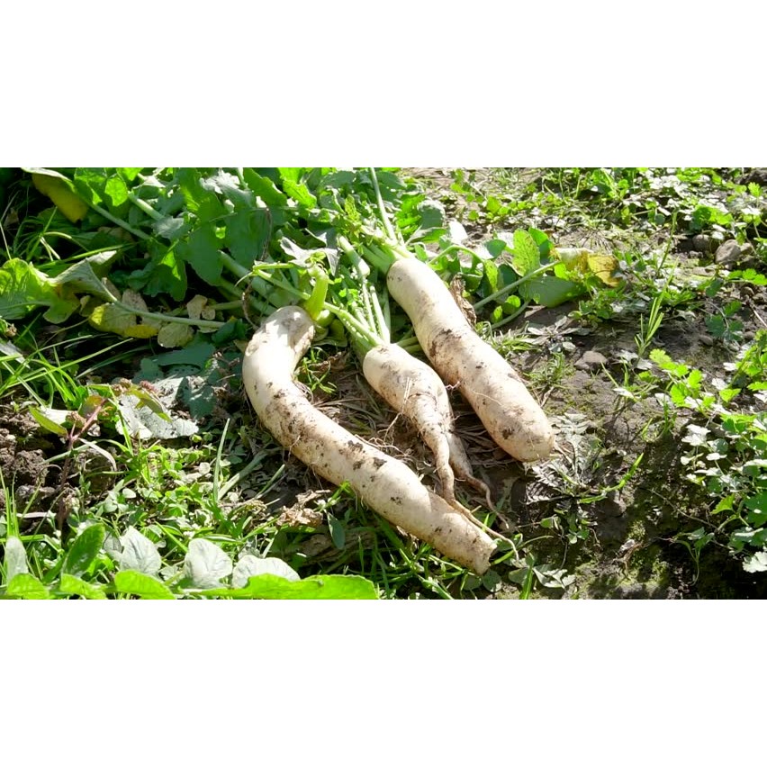 เมล็ดพัน​ธุ์​หัวไชเท้าขาว เรดิช​ 90-200 เมล็ด อัตรางอกสูง ปลูกง่าย ทนร้อนและหนาว ปลูกได้ตลอดปี [10 แถม 1 คละได้] - รูปที่ 3