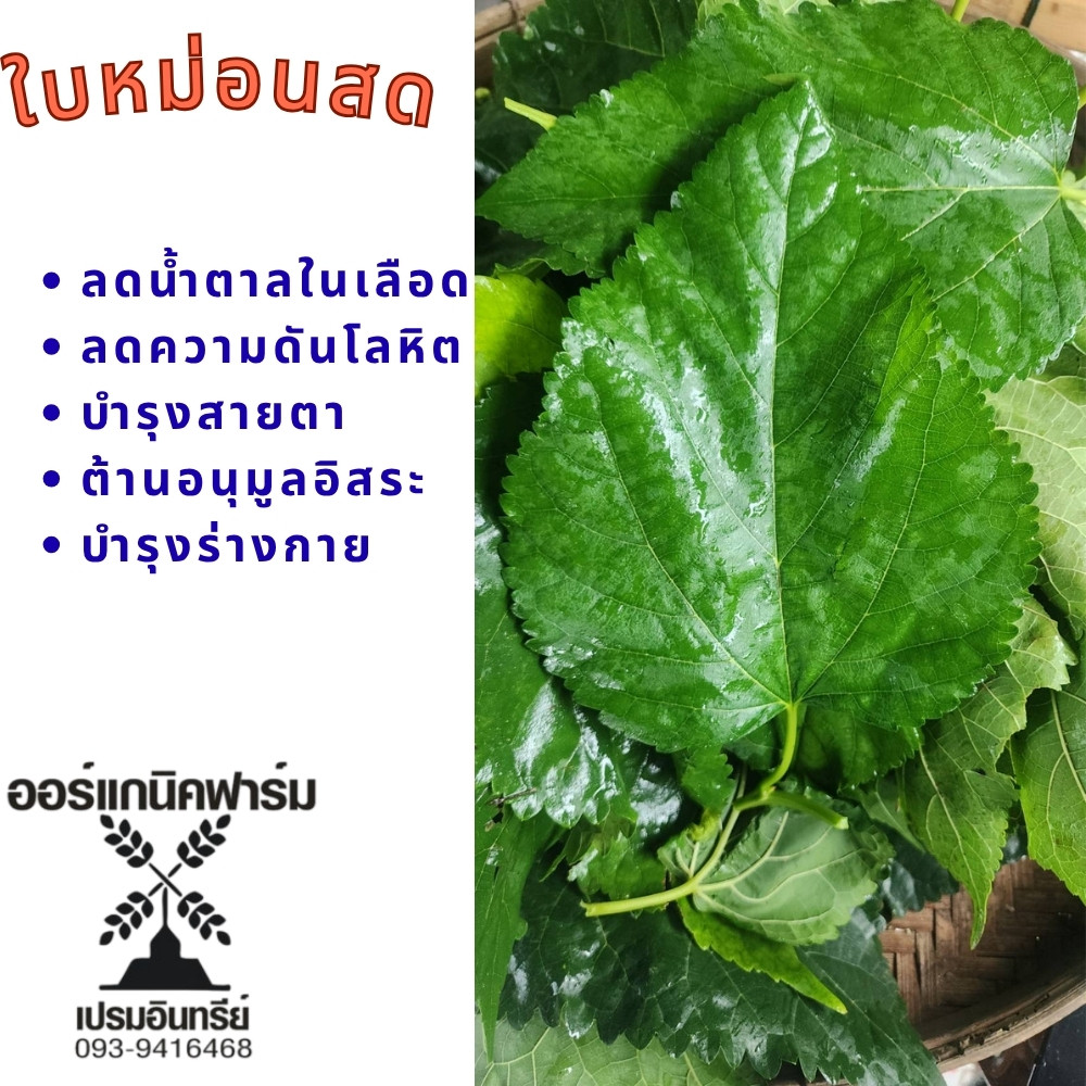 ใบหม่อนสดออแกนิค​​ (เก็บสดๆส่งทันที) ปลอดสารสุขภาพดีและคุณประโยชน์จากธรรมชาติ เก็บจากสวนปลอดสารเคมี