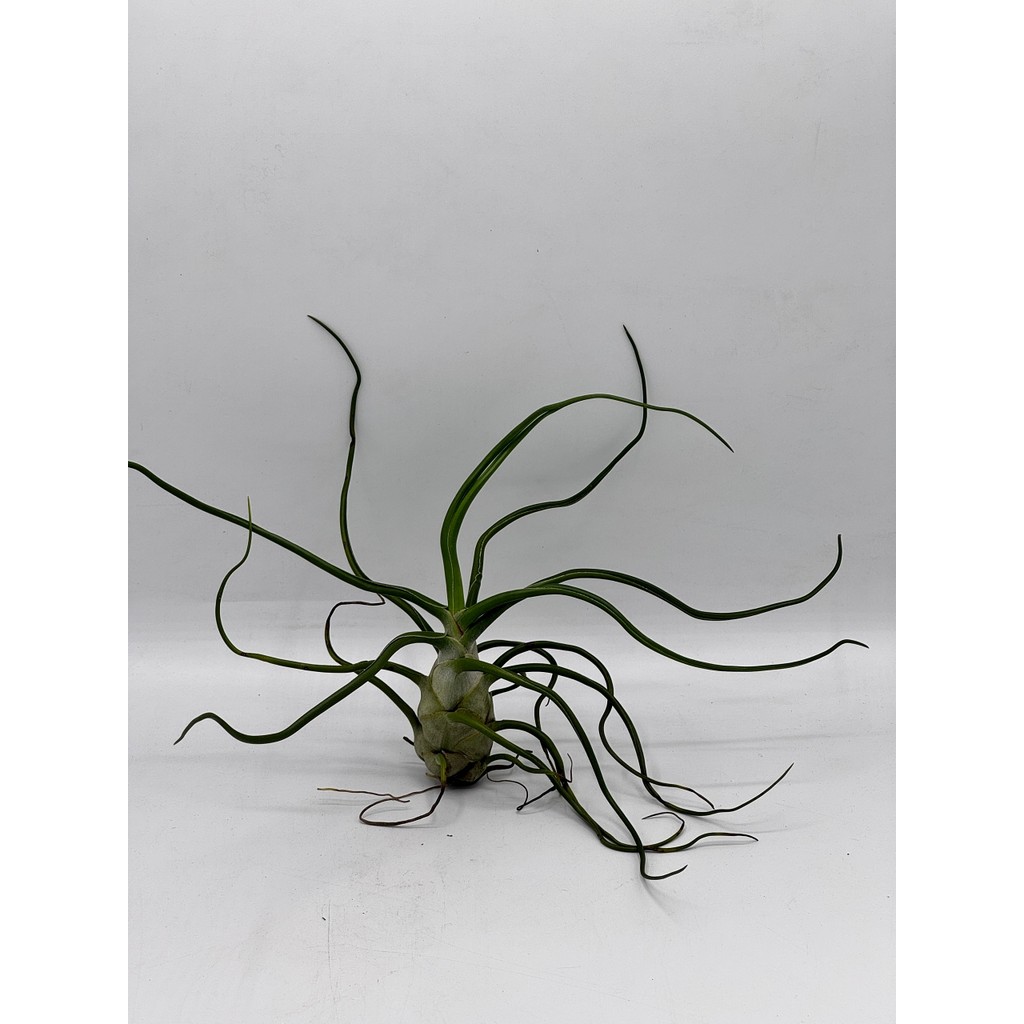 มุมมอง 2