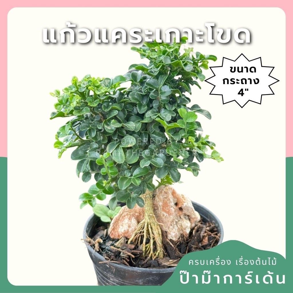 แก้วแคระเกาะโขด พร้อมกระถาง 4 นิ้ว