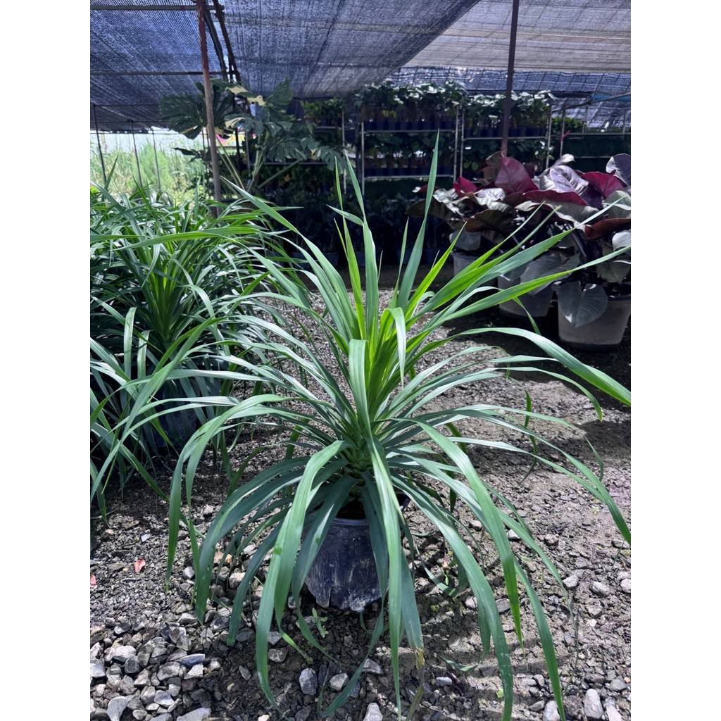 มุมมอง 3