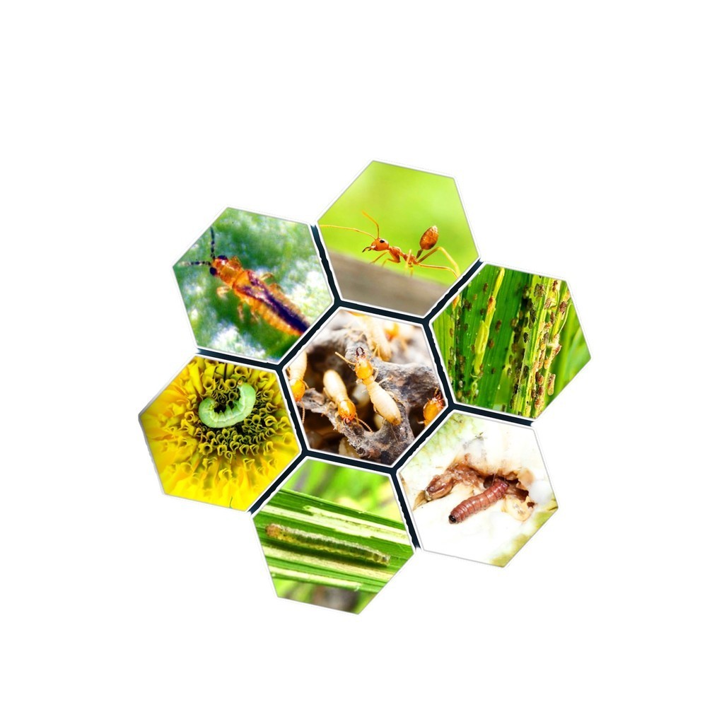 ยกลัง 12 ข พิโพรนิล ฉลาม 1 ลิตร  ฟิโพรนิล กำจัดปลวก เห็บ หมัด มด หนอนเจาะ หนอนกอ หนอนม้วนใบ เพลี้ยไฟ ด้วงหมัดผัก บั่ว ยา - รูปที่ 4