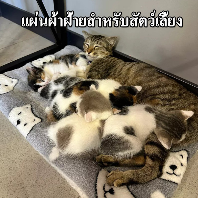 รูปภาพ 2