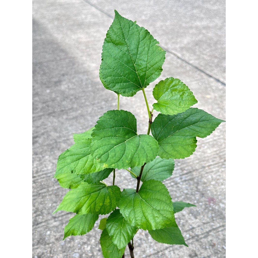 มุมมอง 2