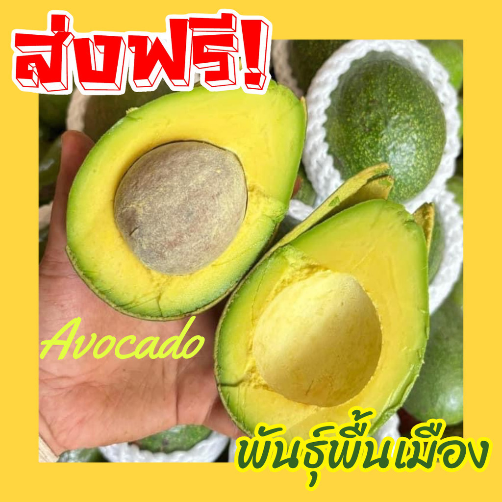 hot Avocado อโวคาโด =ขนาด 3 กิโลกรัม= แก่จัด พันธุ์พื้นเมือง อโวคาโด้ อโวคาโด อะโวคาโดสด อโวคาโดสดจากสวนบนดอย อโวคาโดสด